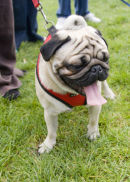 Pug